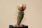 Austrocactus