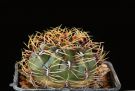Matucana