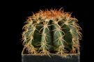 Melocactus