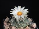 Turbinicarpus