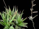 Agave Aloe Haworthia