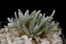 Avonia Peperonia