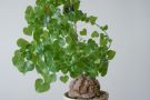 Discorea Testudinaria