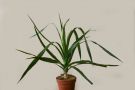 Dracaena Sanseveria