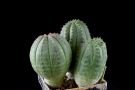 Euphorbe