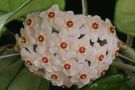 Hoya Fokea Ceropegia