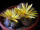 Lithops Carprobrotus Delosperma