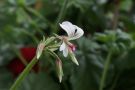 Pelargonium Sinningia