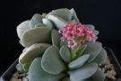 Sedum Crassula Adromischus Kalanchoe