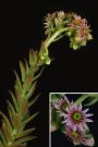 Sempervivum Orostachys