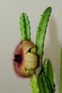 Stapelia Orbea Huernia