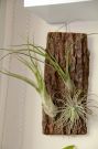 Tillandsia