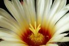 Astrophytum capricorne 2009 2