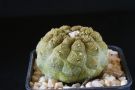 Copiapoa hypogaea skin lezard 2010 1