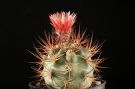 Pyrrhocactus bisii JB16 2012 3