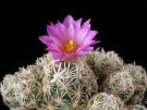 Escobaria minima 2007