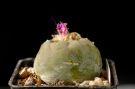 Lophophora fricii 2012 1
