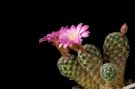 Mammillaria saboae ssp  saboae 2012 2
