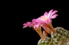 Mammillaria saboae ssp  saboae 2012 3