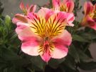 Alstroemeria lys des Incas