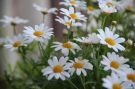 Anthemis frutescens 2011 1