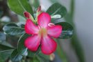 Adenium obesum 2011 1