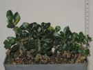 Adenium obesum semis 2009