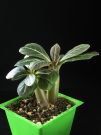 Adenium socotranum 2008