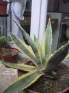 Agave americana 2002 02