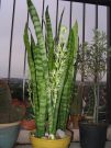 Sanseveria trifaciata 2006 f1