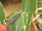 Eupphorbia ramification 2010 1