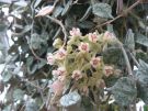 Hoya curtisii