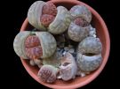 Lithops 2005 2