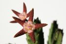 Stapelia flavopurpurea 2011 5