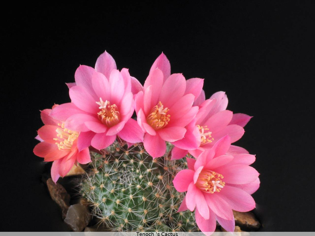 Rebutia heliosa x albiflora 2007 7