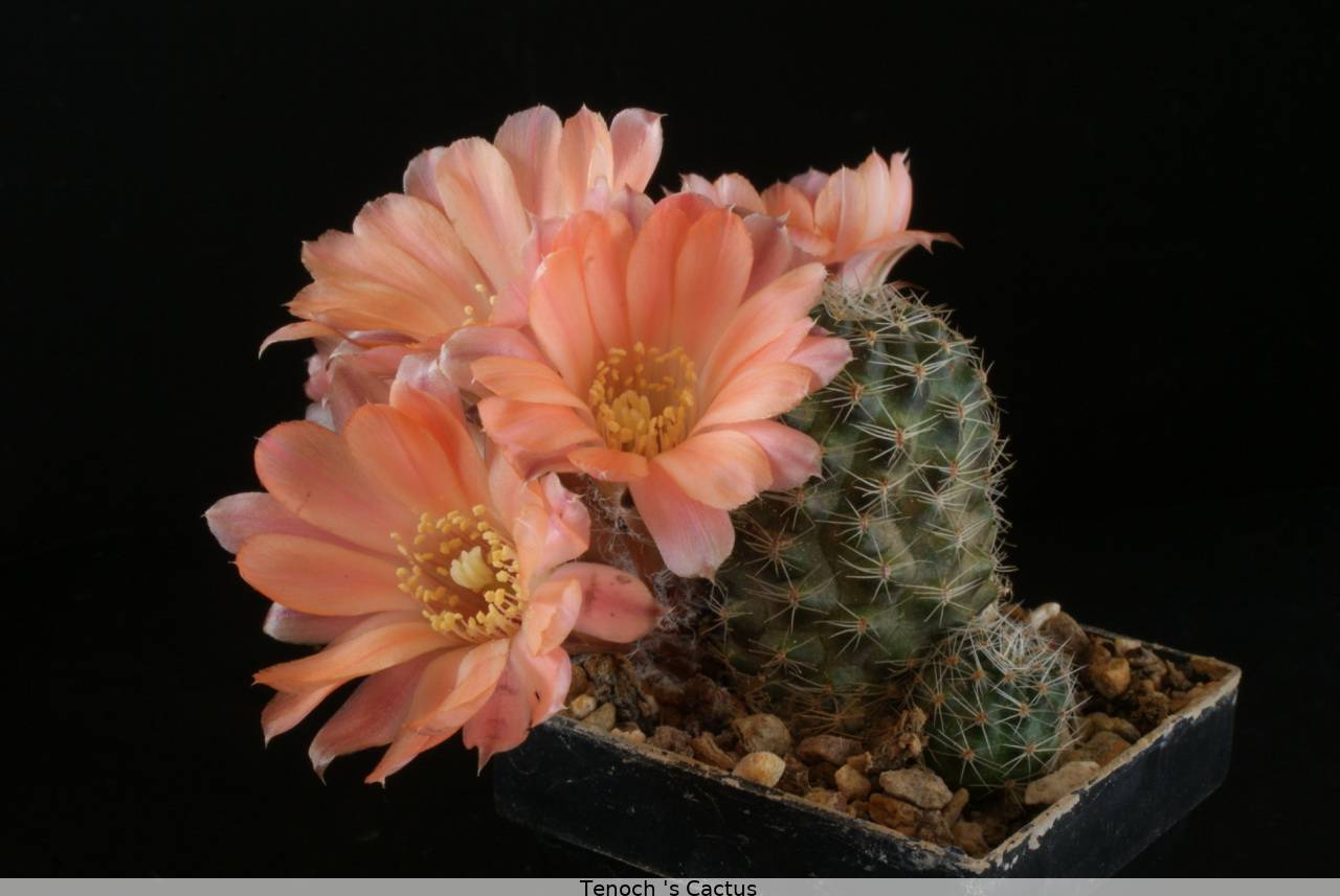 Rebutia pygmaea v. haagei FR 57 2011