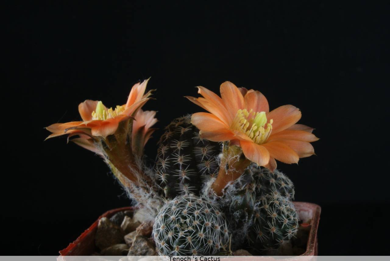 Rebutia pygmaea v elegantula WR562 2010
