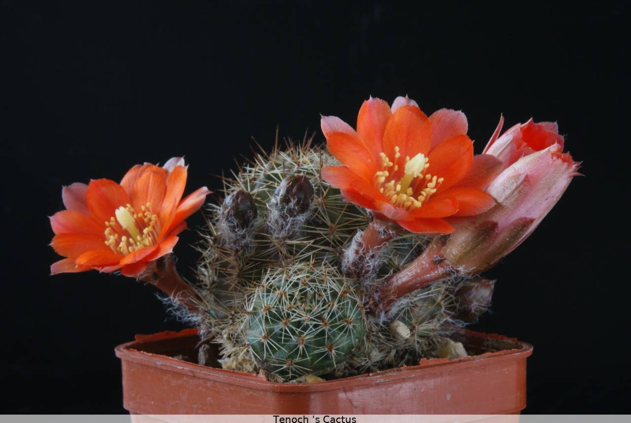 Rebutia pygmaea v mazurenuensis WR484 2010 01