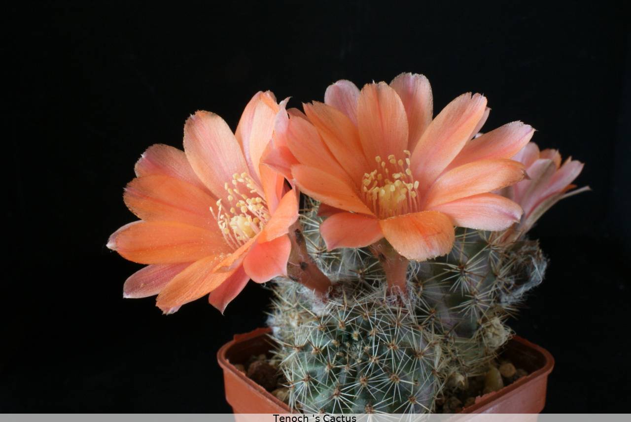 Rebutia pygmaea v mazurenuensis WR484 2011 1