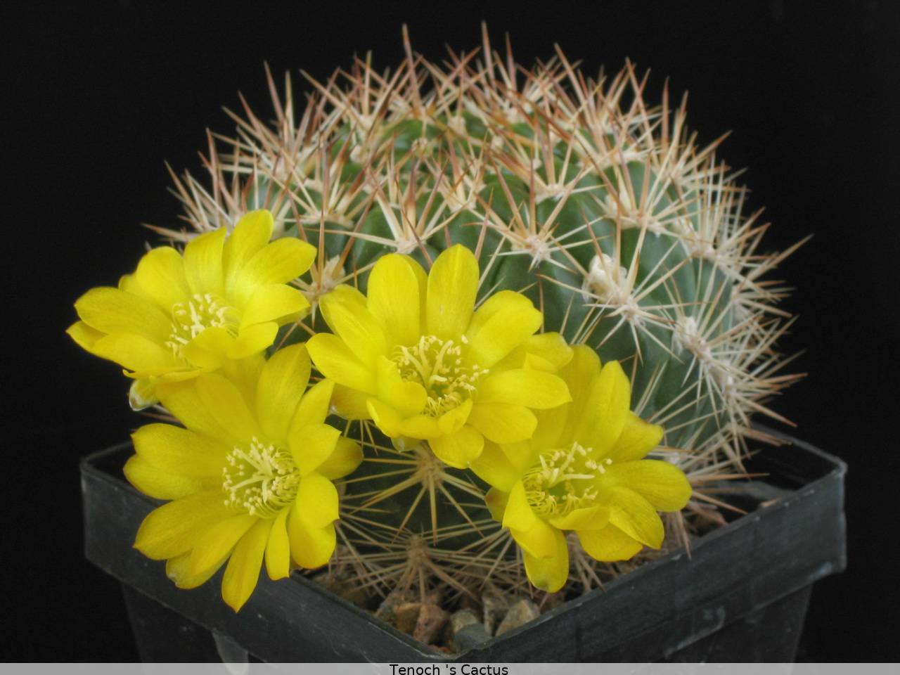 Weingartia erinacea v catariensis 2007 1