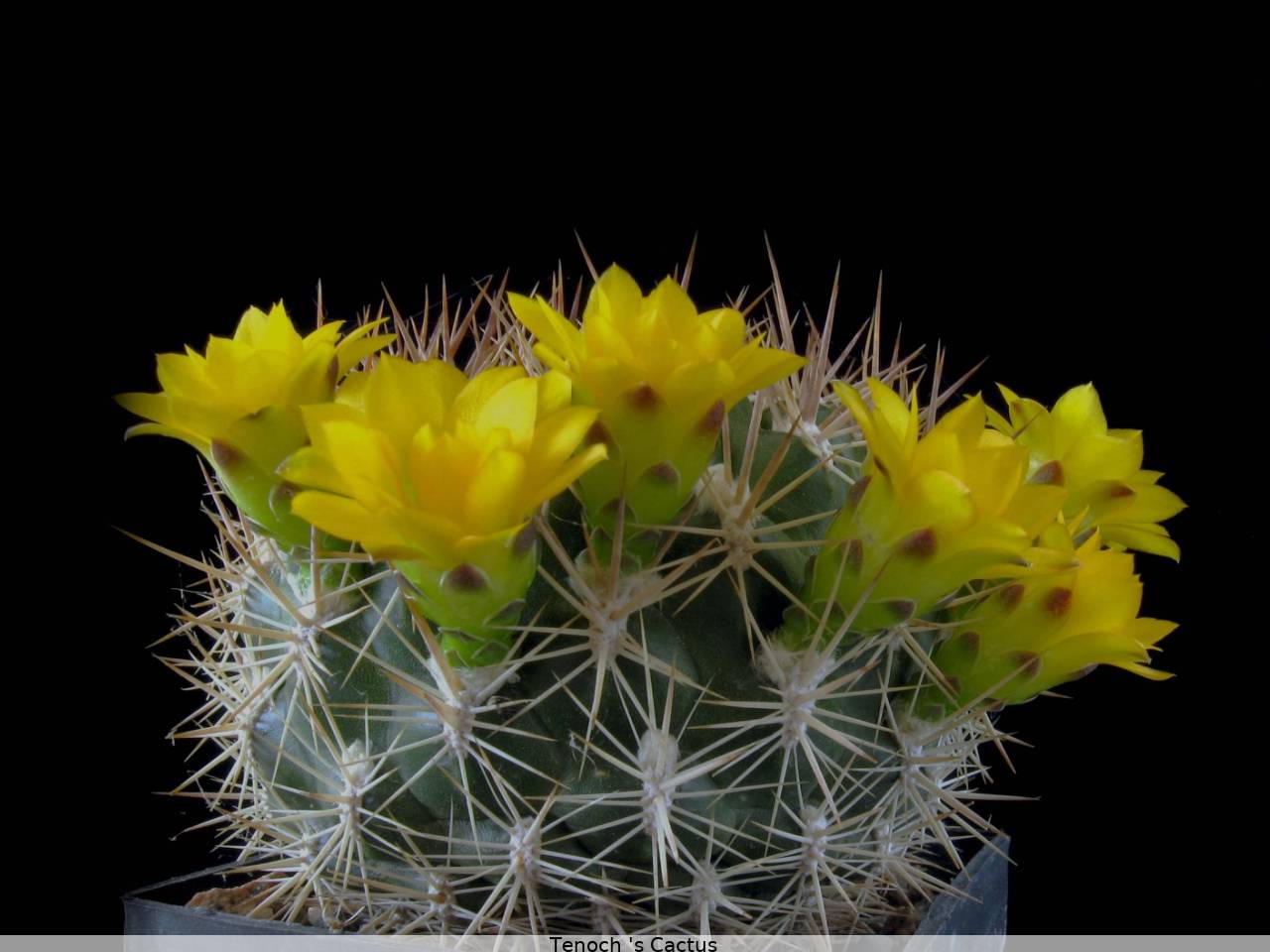Weingartia erinacea v catarirensis 2008 4